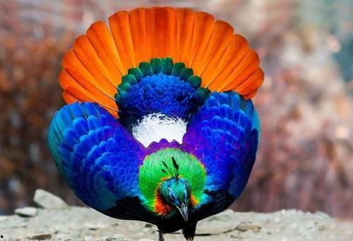 九色PORNY丨国产精品,国产精品的视觉盛宴